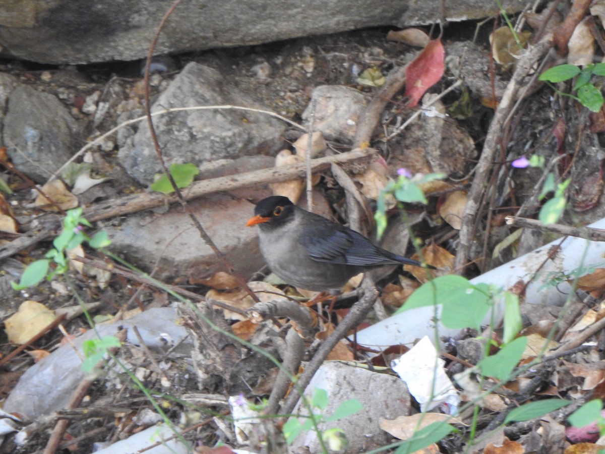 Indian Blackbird (Black-capped) - ML615774602