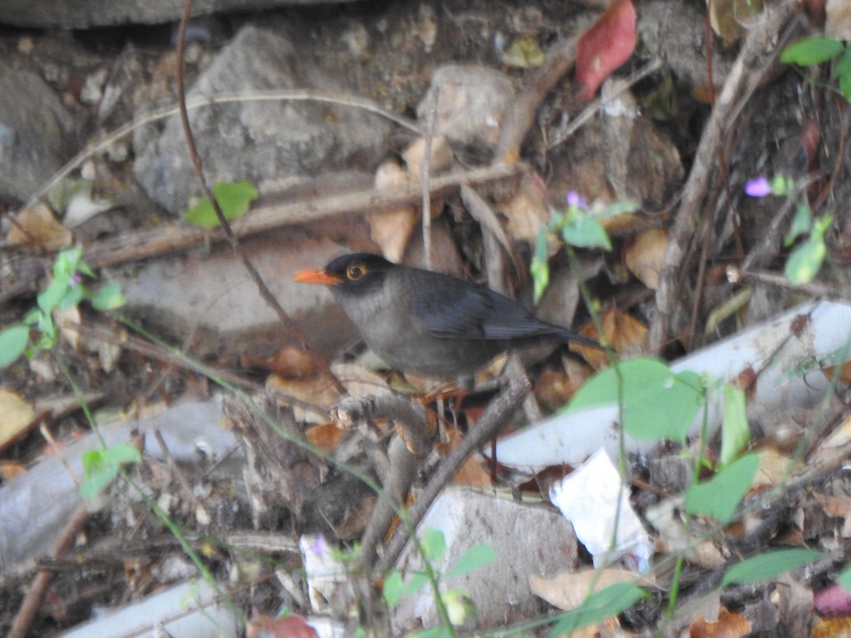 Indian Blackbird (Black-capped) - ML615774603