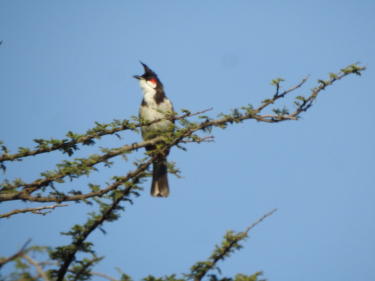 Red-whiskered Bulbul - Arulvelan Thillainayagam