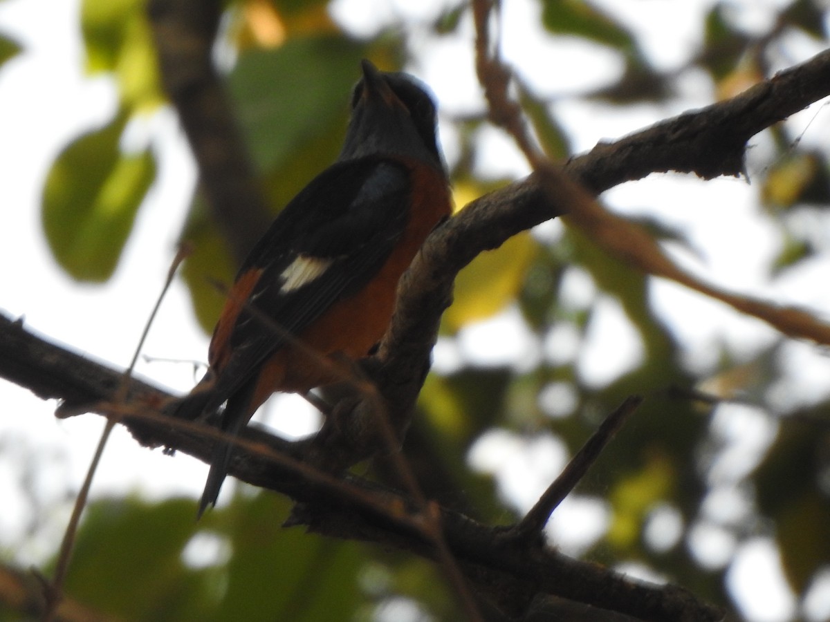 Blue-capped Rock-Thrush - Arulvelan Thillainayagam