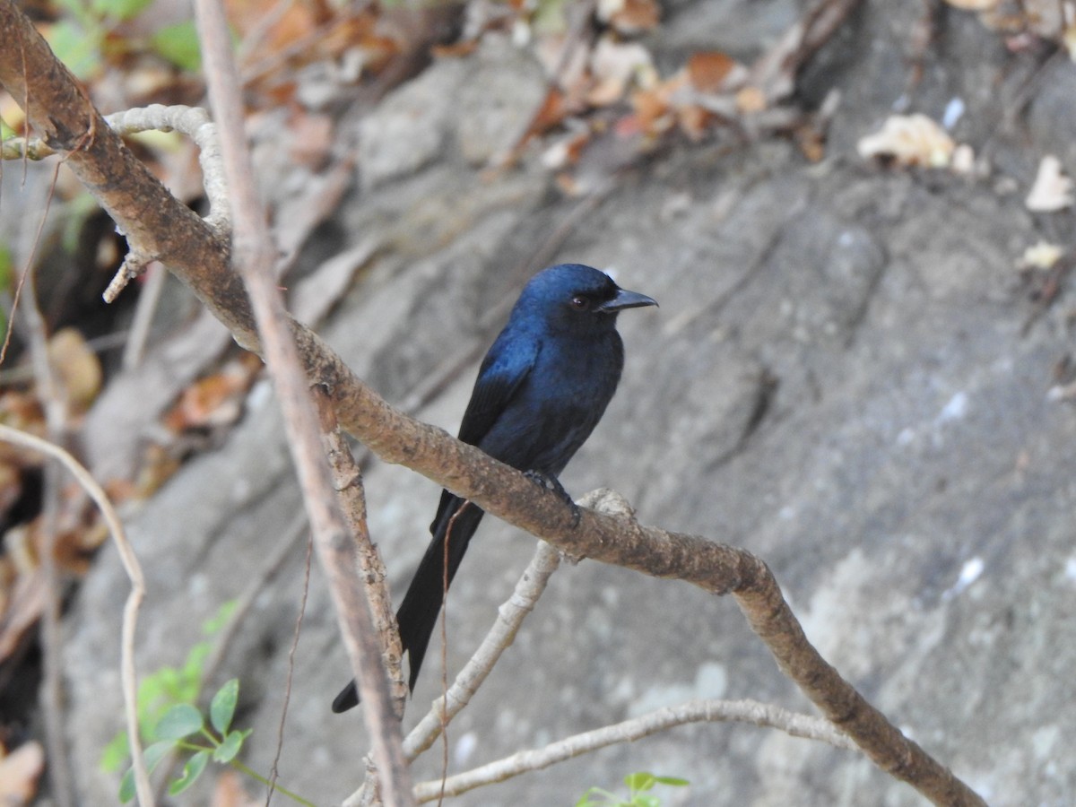 Ashy Drongo - Arulvelan Thillainayagam