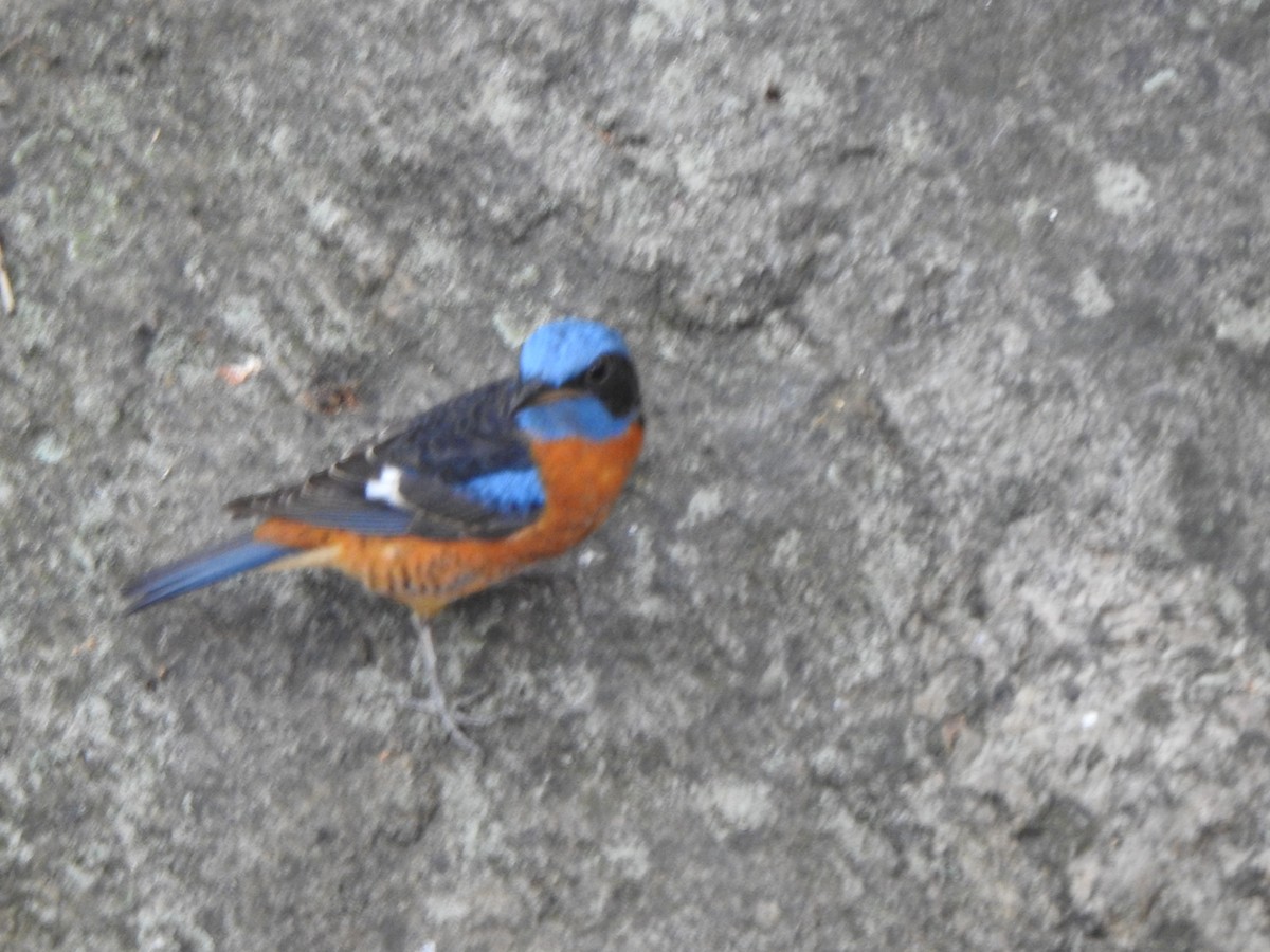 Blue-capped Rock-Thrush - Arulvelan Thillainayagam