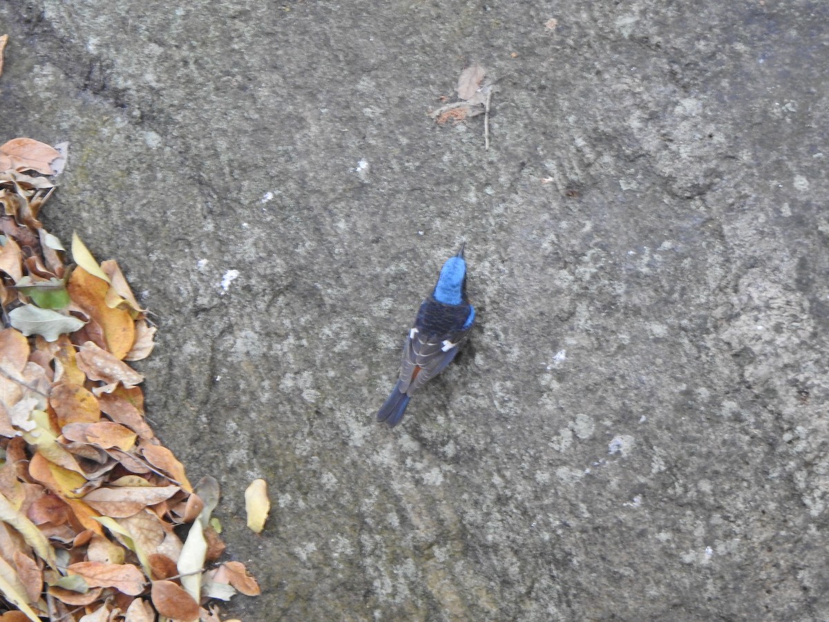 Blue-capped Rock-Thrush - Arulvelan Thillainayagam