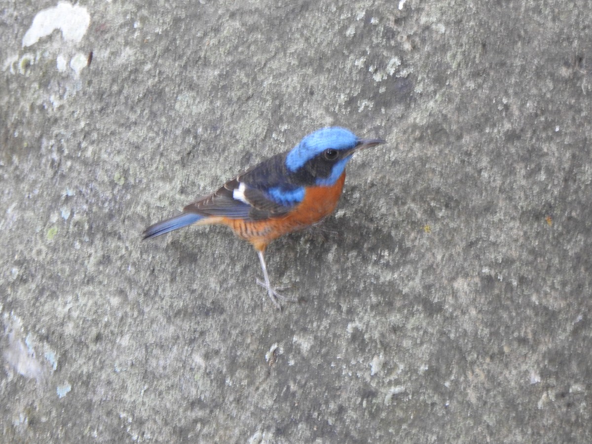 Blue-capped Rock-Thrush - Arulvelan Thillainayagam