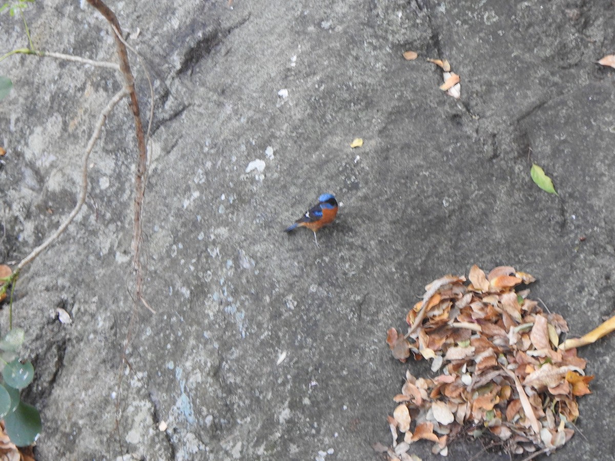 Blue-capped Rock-Thrush - Arulvelan Thillainayagam