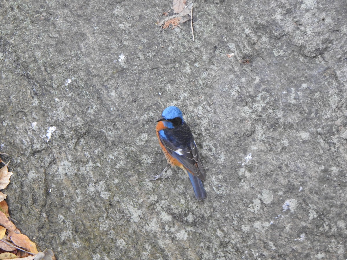 Blue-capped Rock-Thrush - Arulvelan Thillainayagam