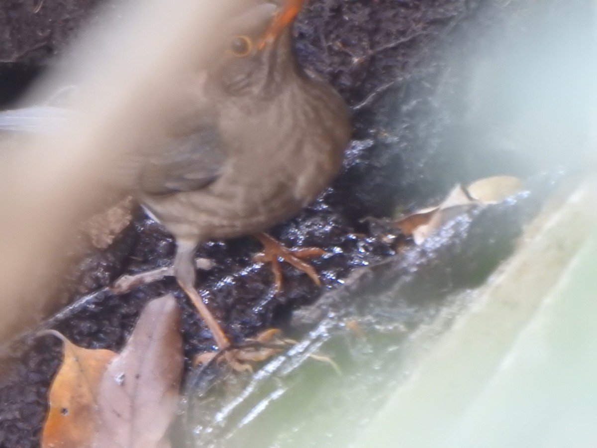 Indian Blackbird (Black-capped) - ML615774683