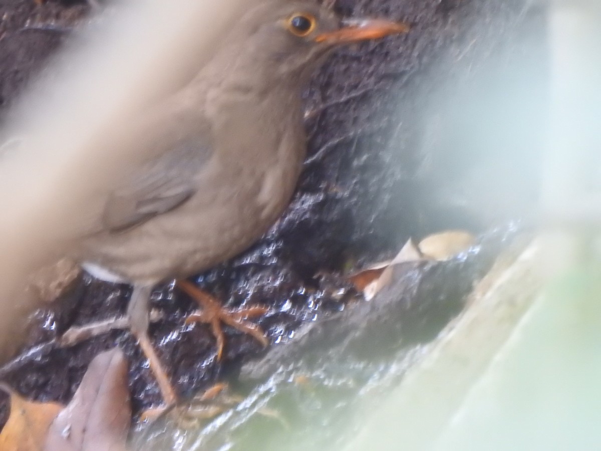 Indian Blackbird (Black-capped) - ML615774684