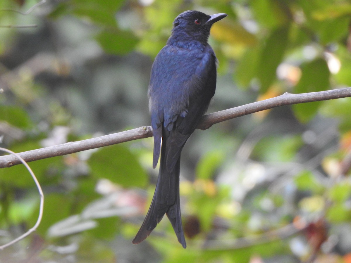 Ashy Drongo - Arulvelan Thillainayagam