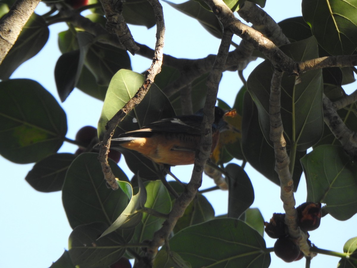 Blue-capped Rock-Thrush - ML615774697