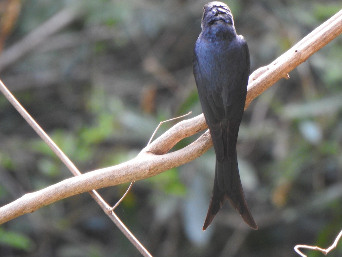 Ashy Drongo - Arulvelan Thillainayagam