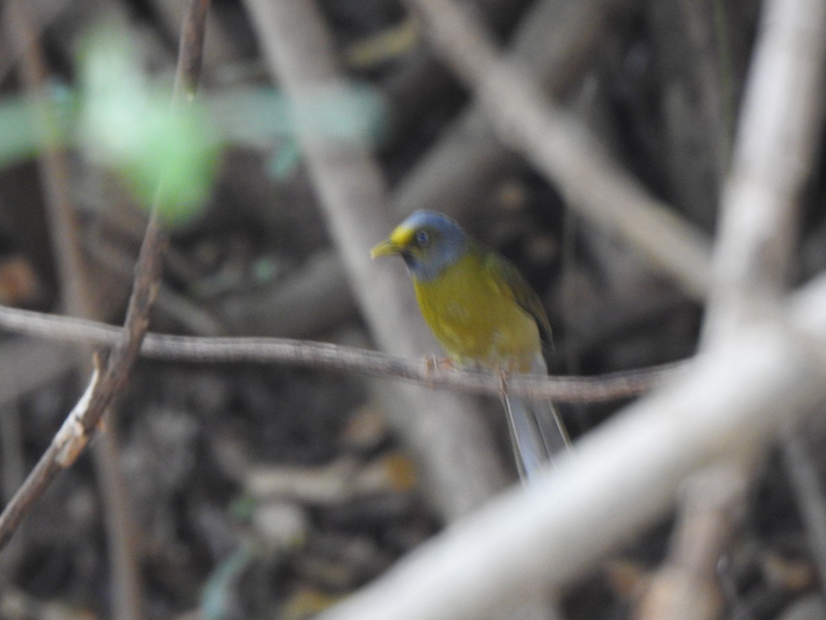 Gray-headed Bulbul - ML615774720