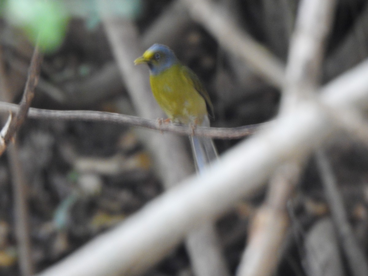 Gray-headed Bulbul - ML615774721