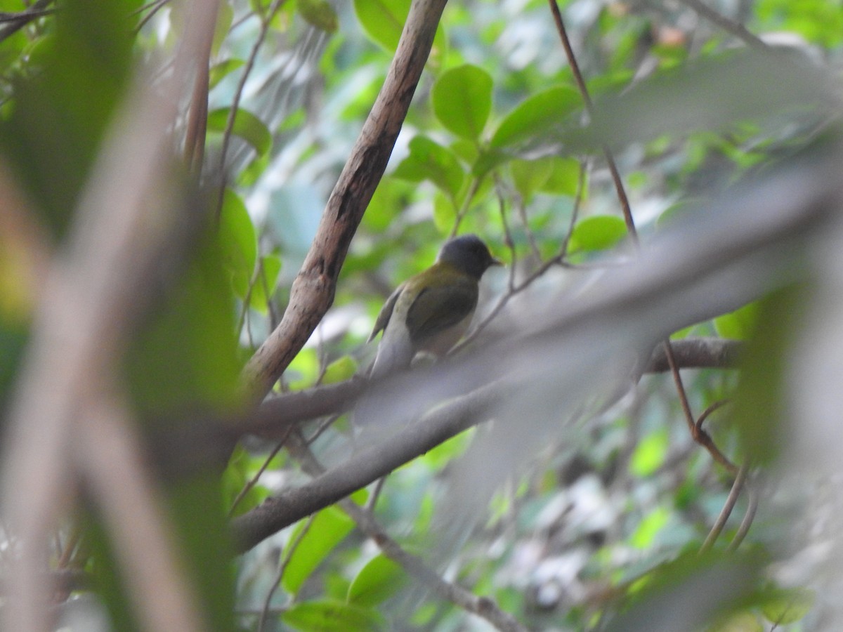 Gray-headed Bulbul - Arulvelan Thillainayagam