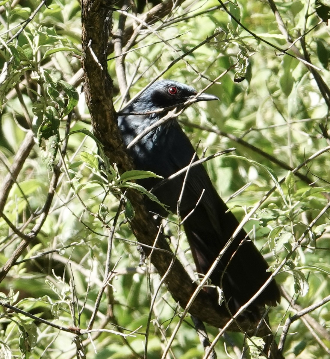 Blue Mockingbird - ML615774823