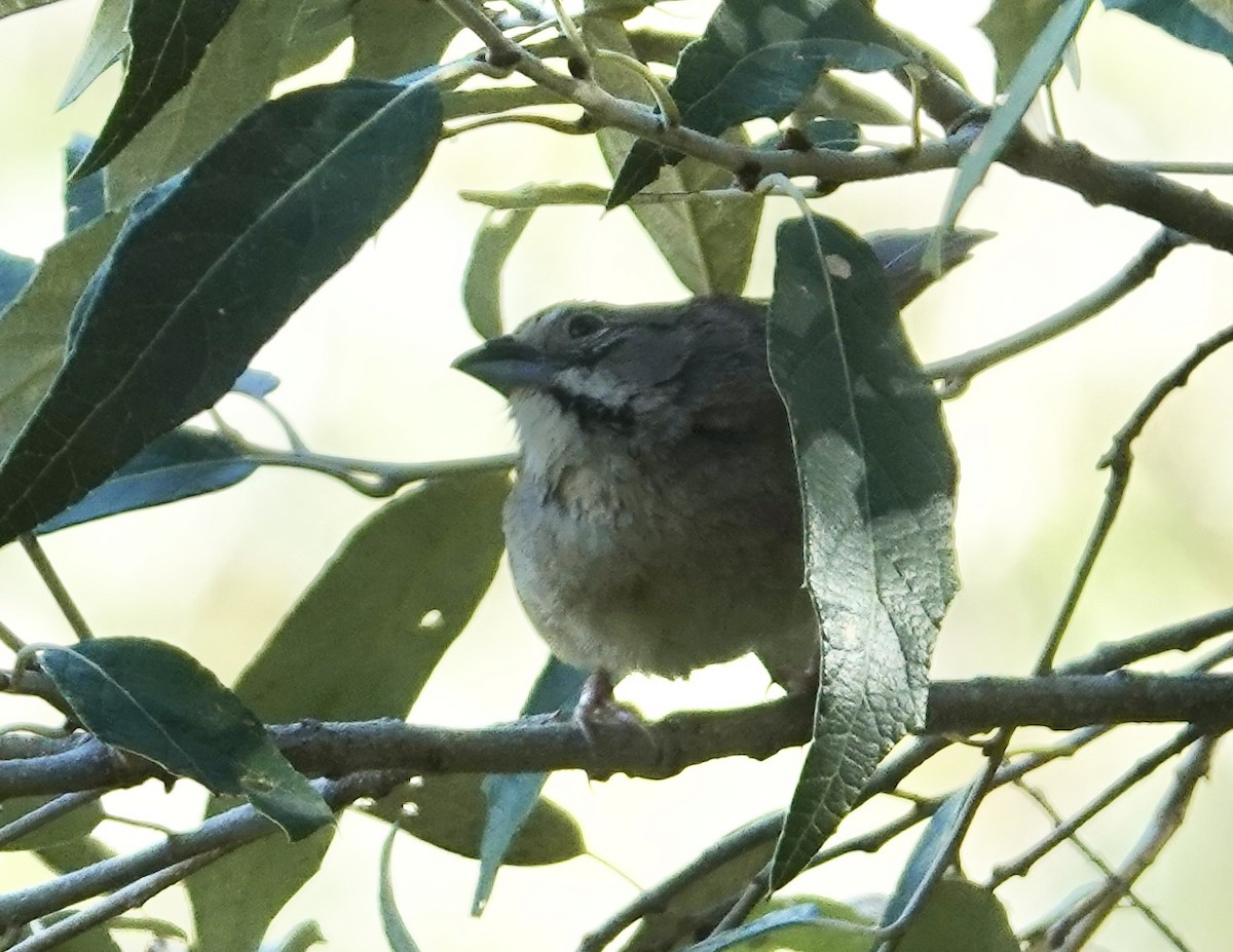 Rusty Sparrow - ML615774832