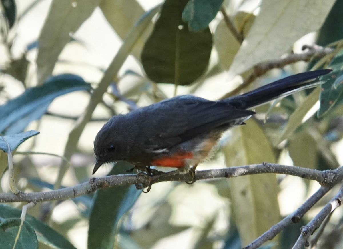 Slate-throated Redstart - ML615774840