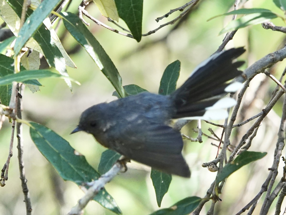 Slate-throated Redstart - ML615774841