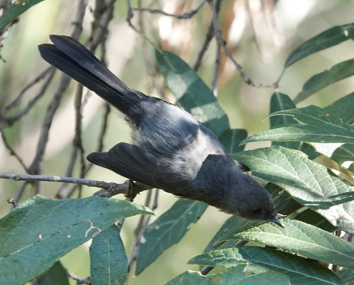 Slate-throated Redstart - ML615774842