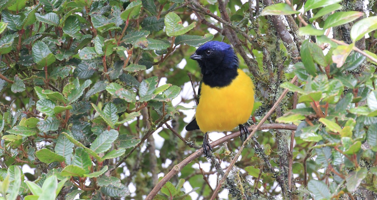 Black-chested Mountain Tanager - ML615774856