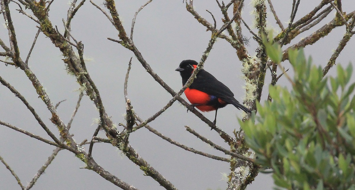 Scarlet-bellied Mountain Tanager - ML615774858