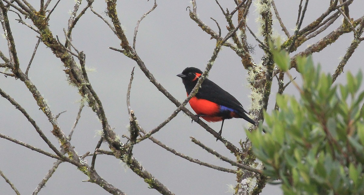 Scarlet-bellied Mountain Tanager - ML615774859