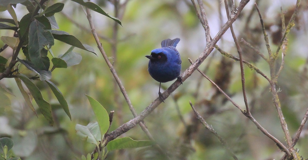 Bluish Flowerpiercer - ML615774860