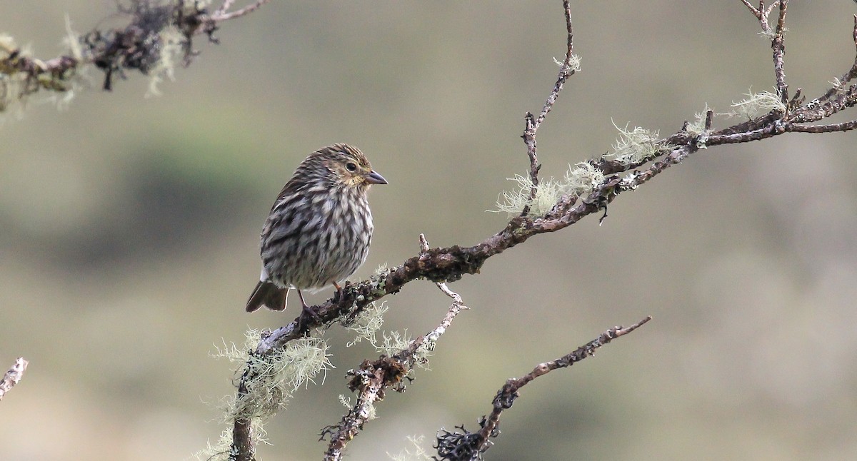 Plumbeous Sierra Finch - ML615774878