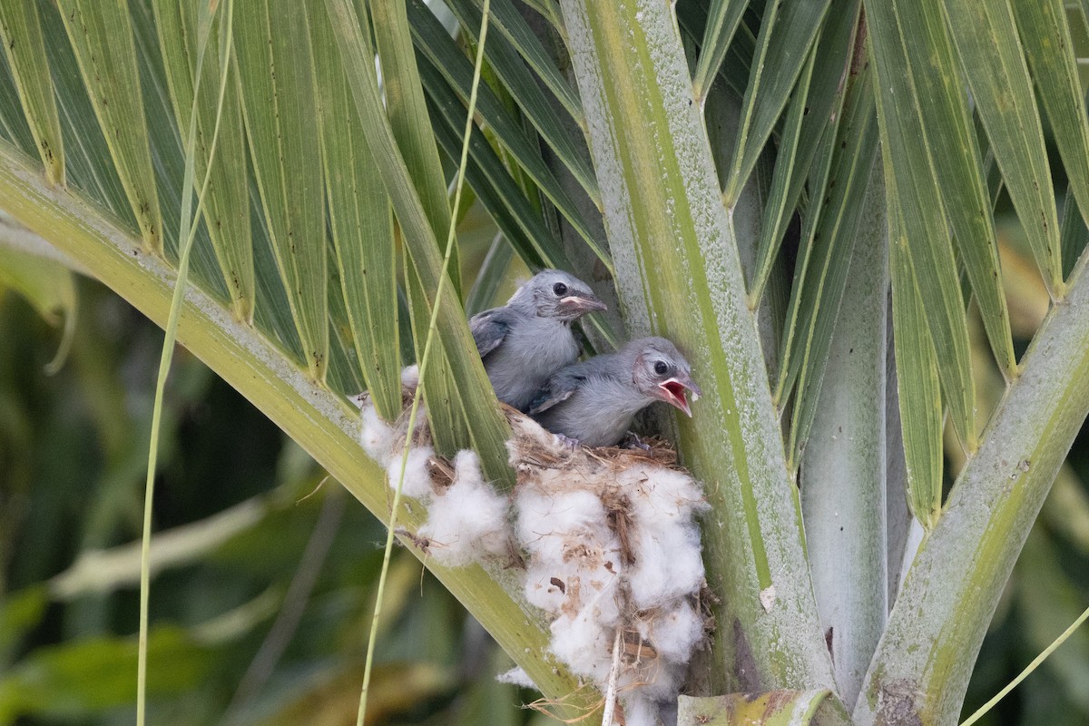 Blue-gray Tanager - Kalvin Chan