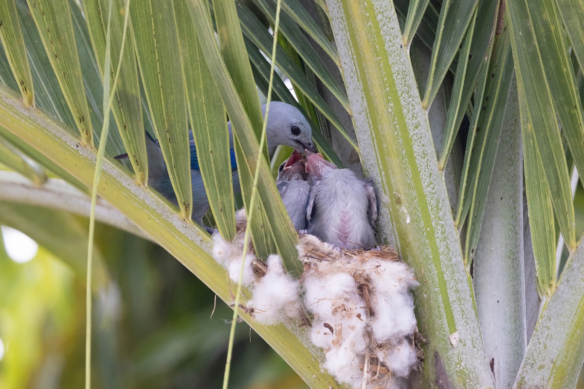 Blue-gray Tanager - ML615774903