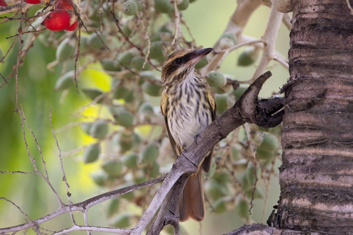 Streaked Flycatcher - ML615774911