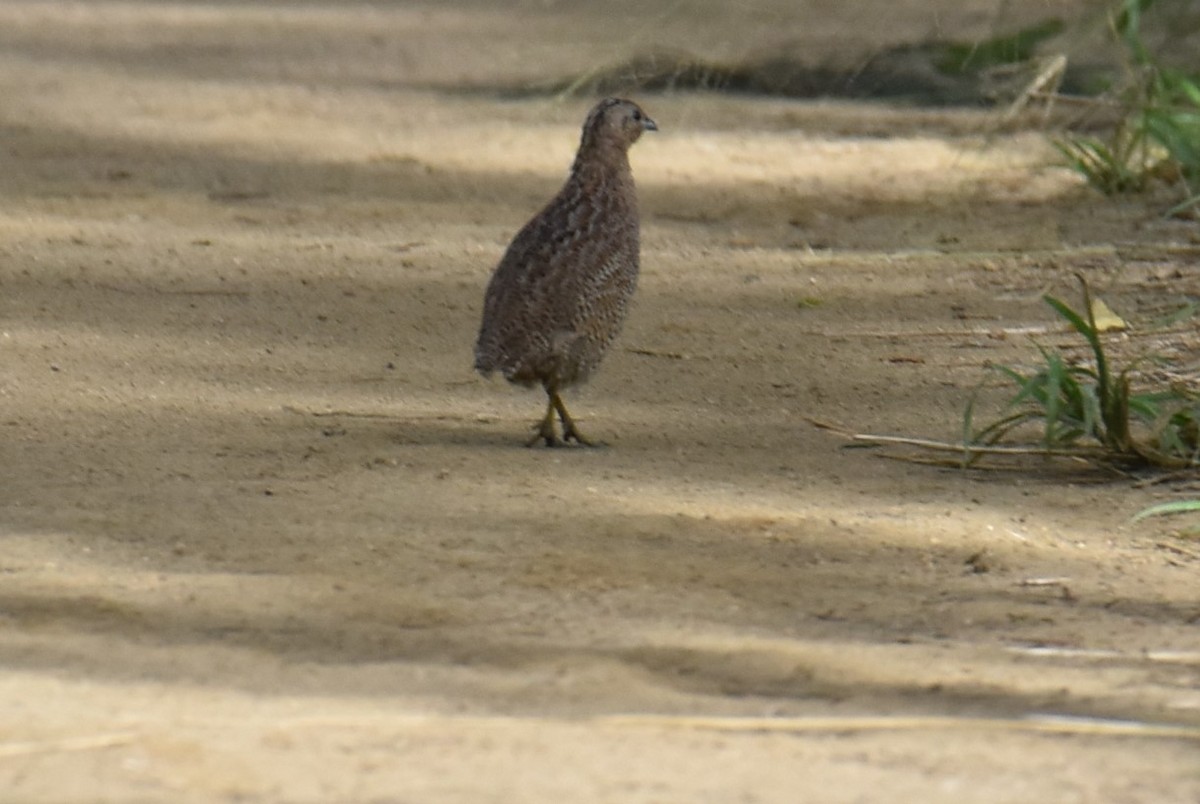 Brown Quail - ML615774949