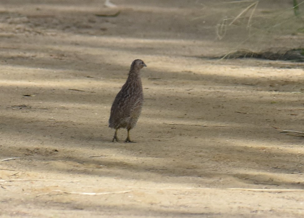 Brown Quail - ML615774951