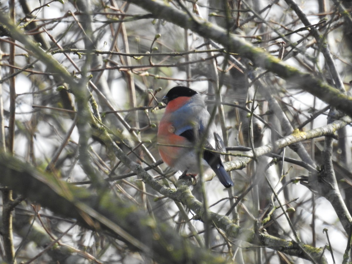 Eurasian Bullfinch - ML615774965