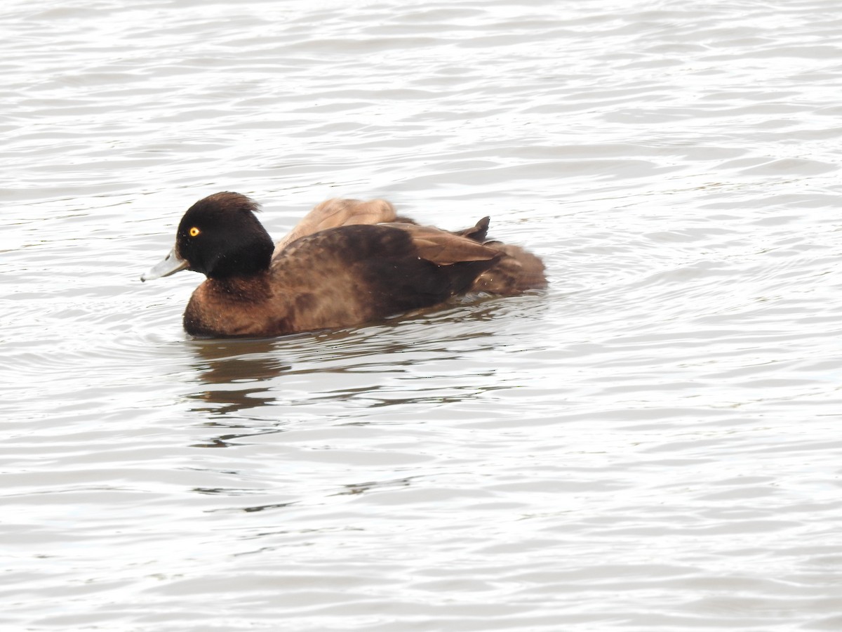 Tufted Duck - ML615774974