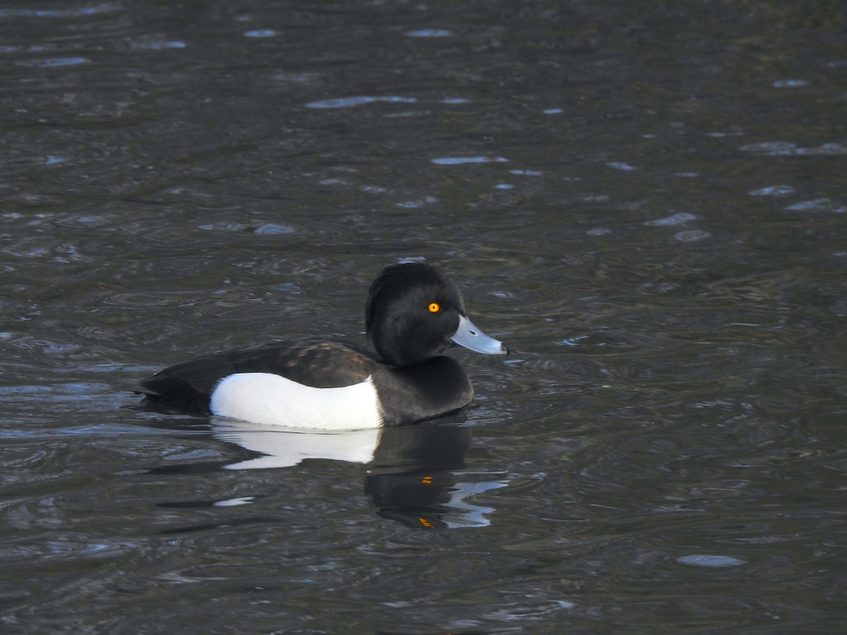 Tufted Duck - ML615774975