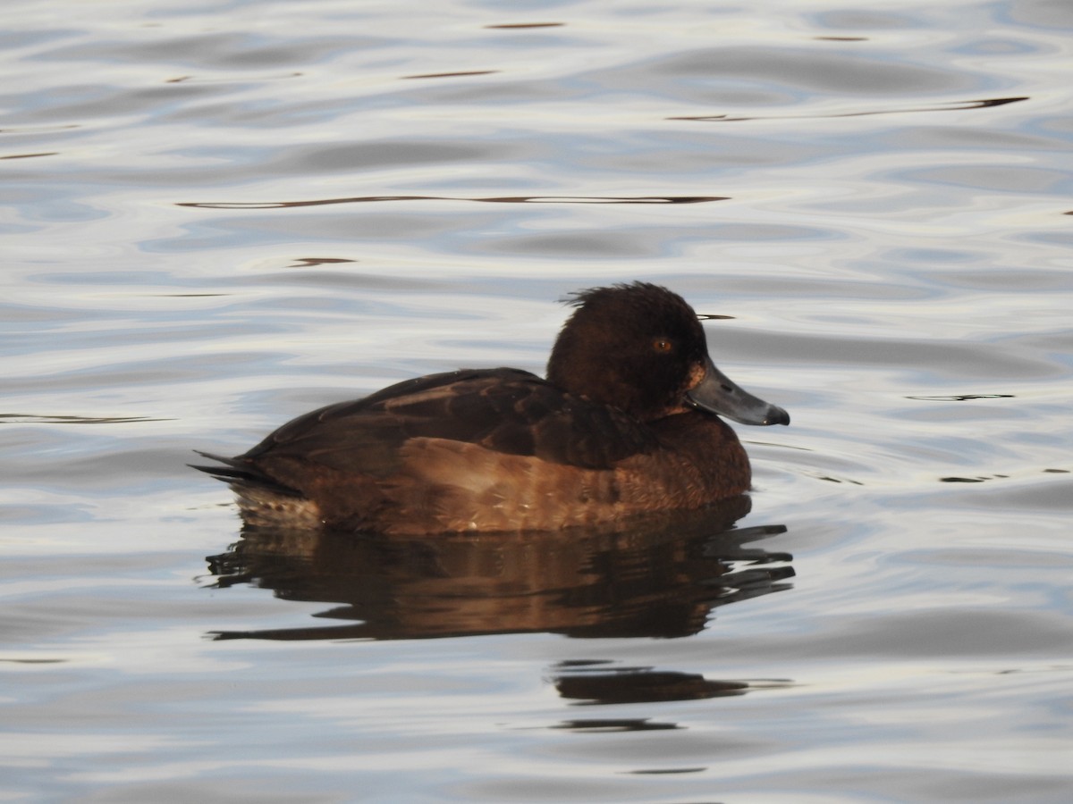Tufted Duck - ML615774976