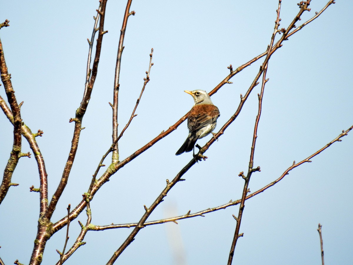 Fieldfare - ML615774978