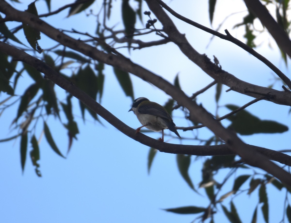 Black-chinned Honeyeater - ML615774987