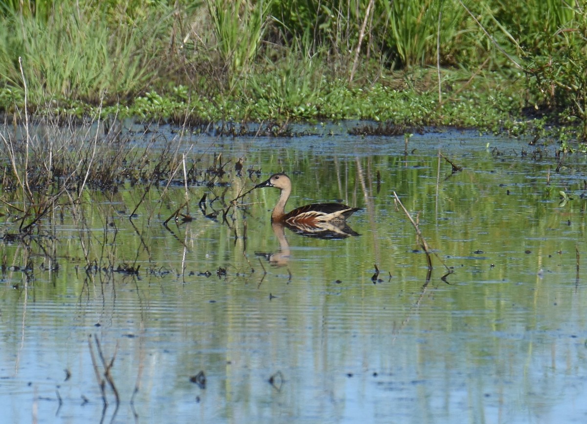 Dendrocygne à lunules - ML615775005