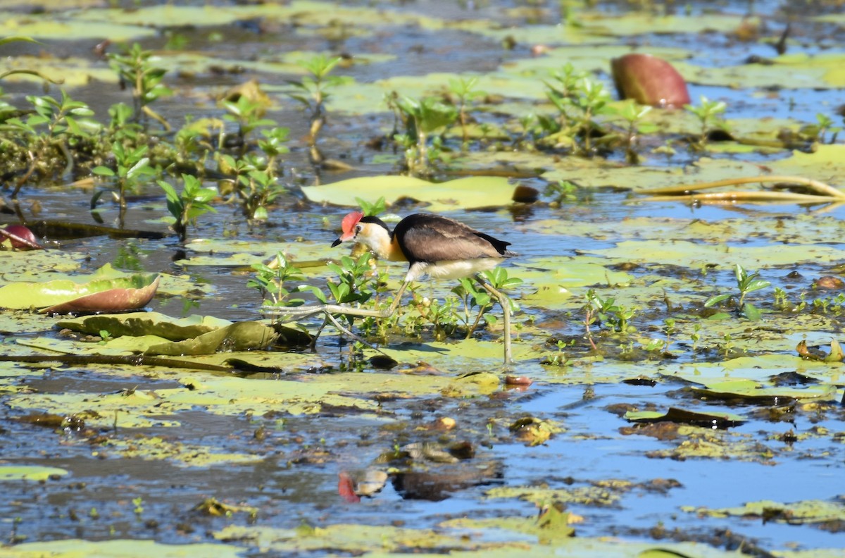 Jacana à crête - ML615775006