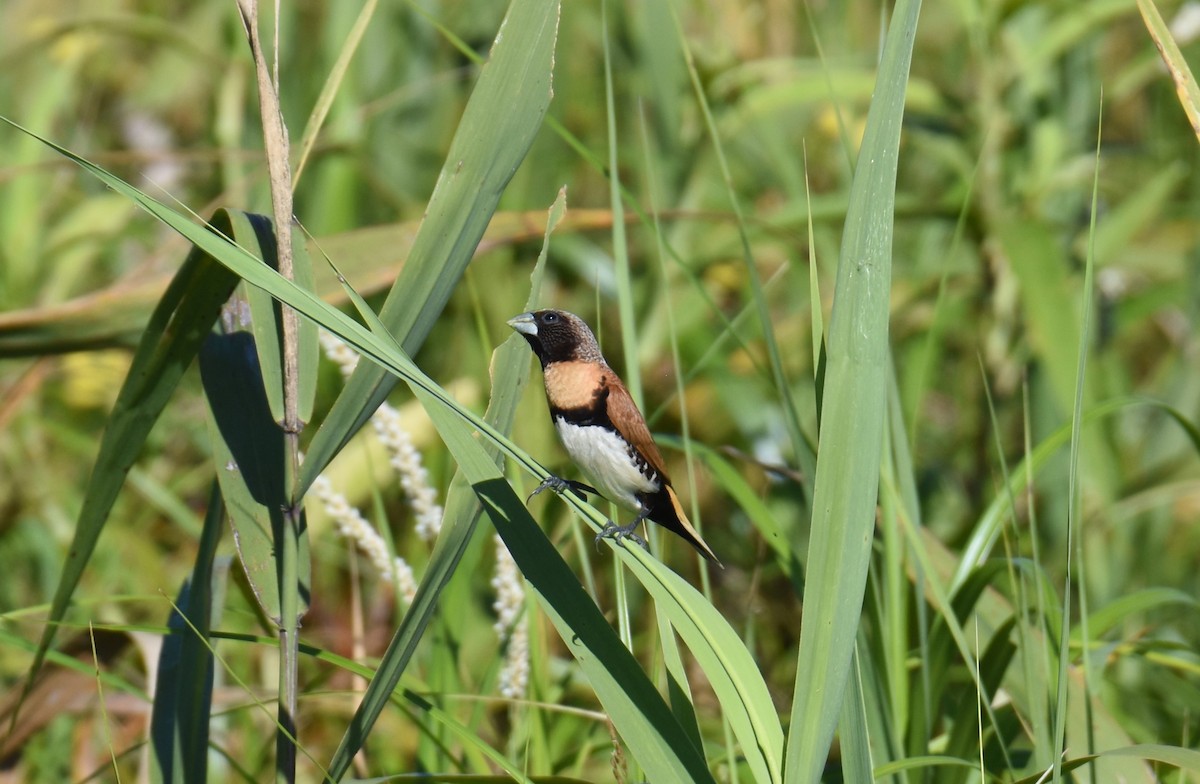 Chestnut-breasted Munia - ML615775007