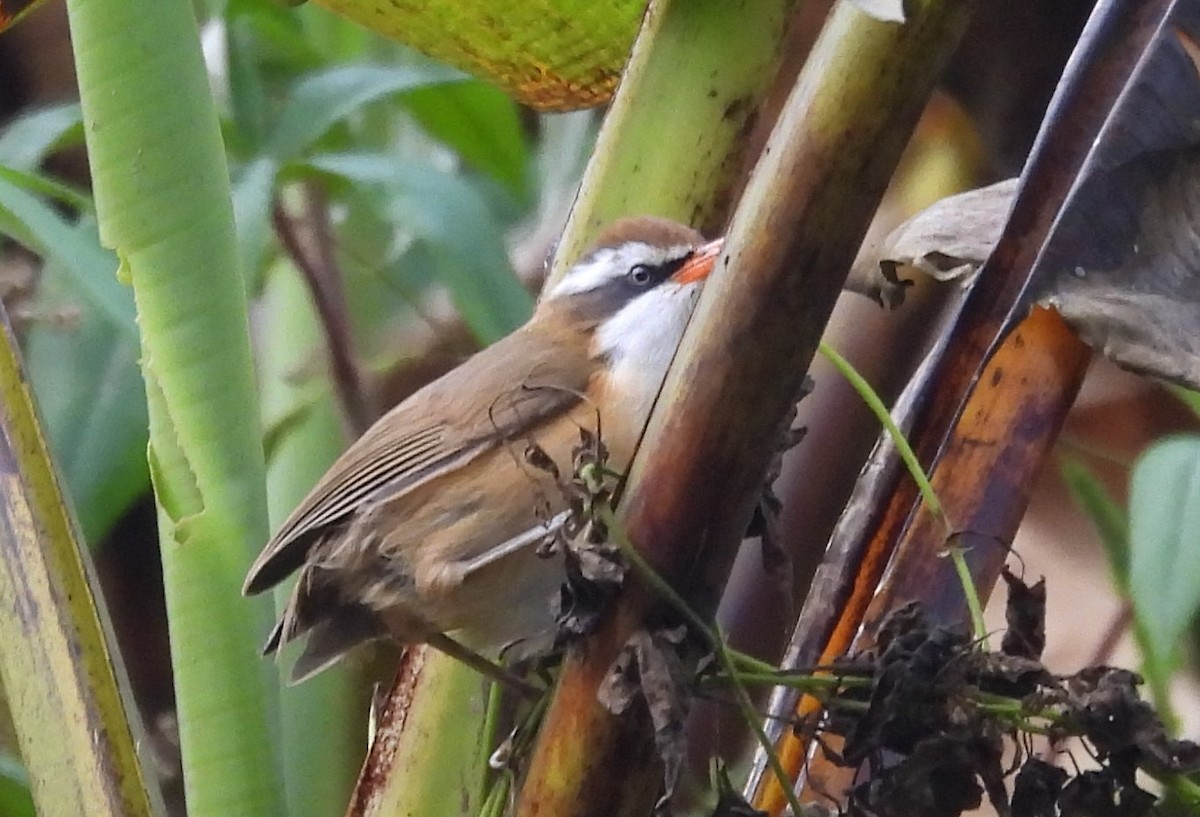 Red-billed Scimitar-Babbler - Shivaprakash Adavanne