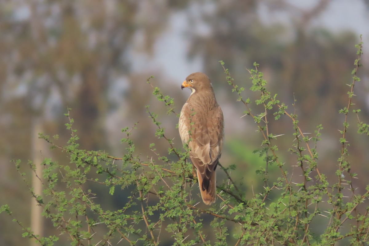 White-eyed Buzzard - ML615775028