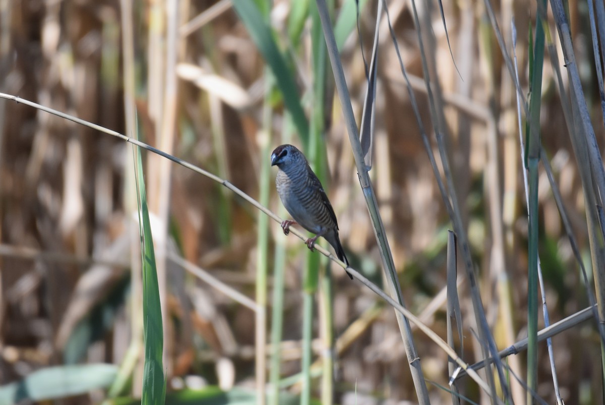 Plum-headed Finch - Tim Nickholds