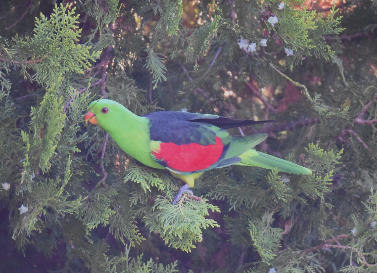 Red-winged Parrot - Tim Nickholds