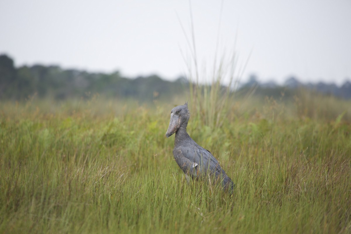 Shoebill - Hans van der Hoeven