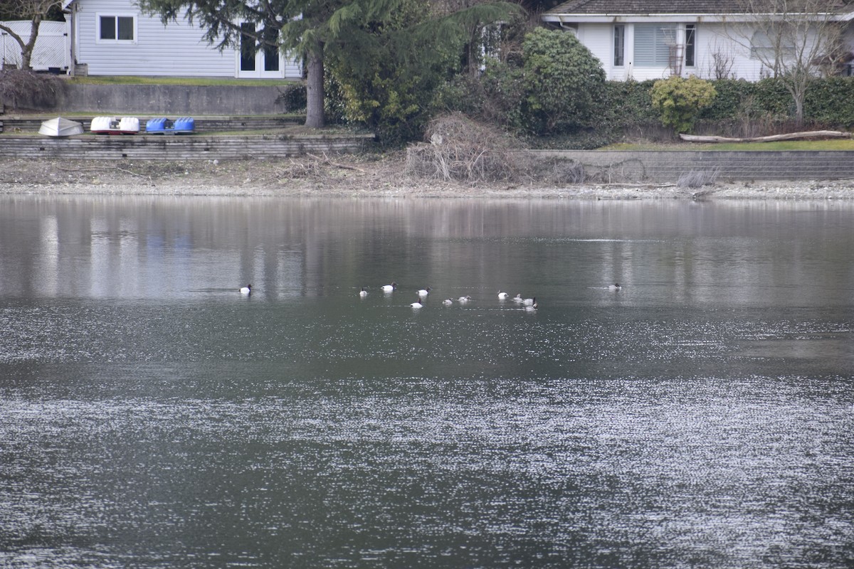 Canvasback - Angela Hansen