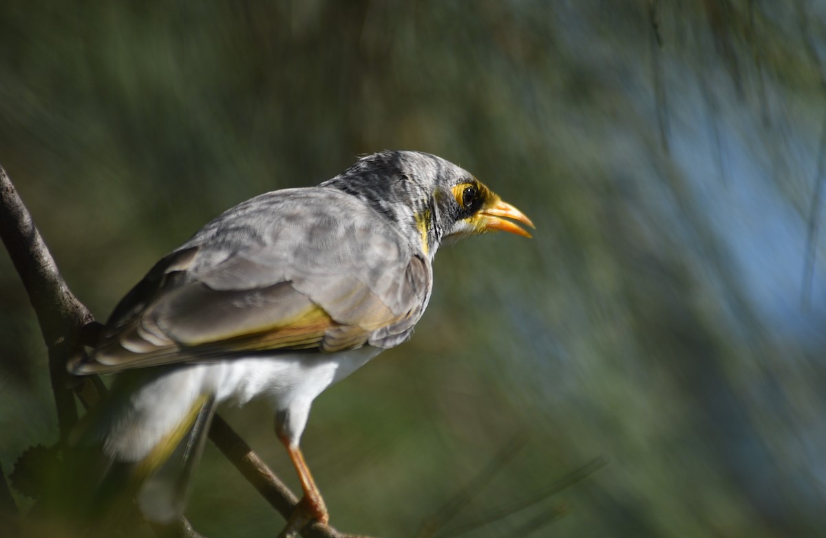 Méliphage à cou jaune - ML615775106