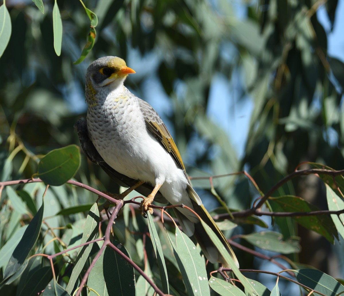 Mielero Goligualdo - ML615775107